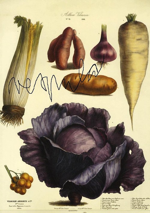 Zelenina I — foto 2
