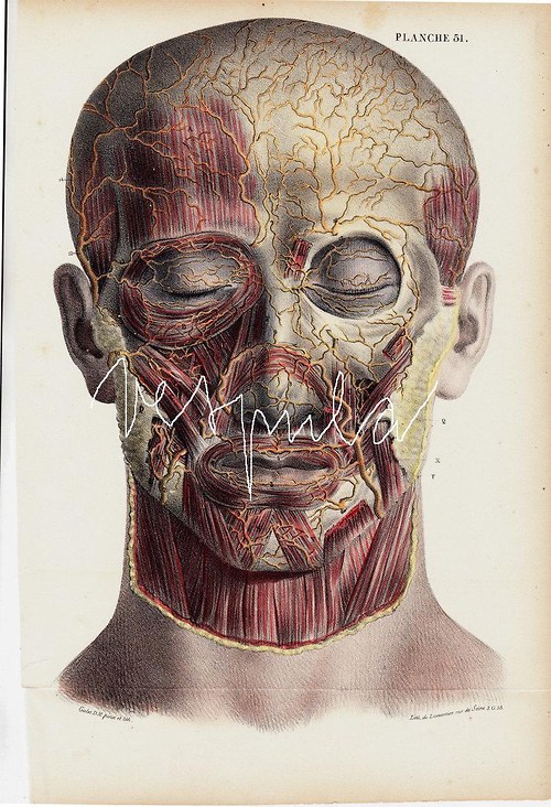 Anatomie. lidský mozek — foto 2