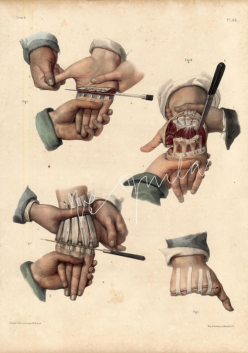 Anatomie. lidský mozek — foto 3