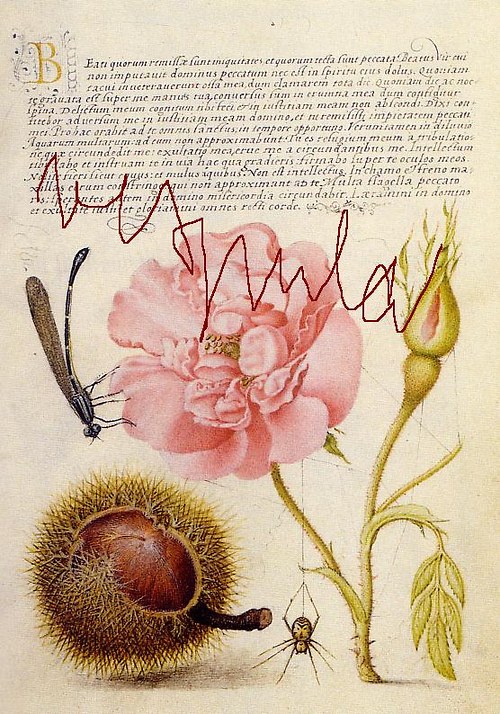 Botanické listy I — foto 2
