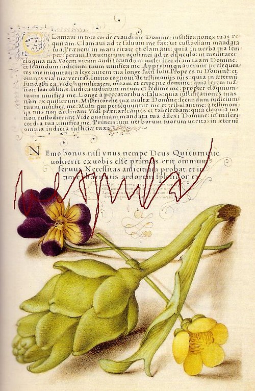 Botanické listy I — foto 6