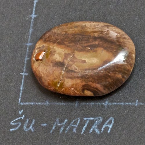 Zkamenělé dřevo — foto 2
