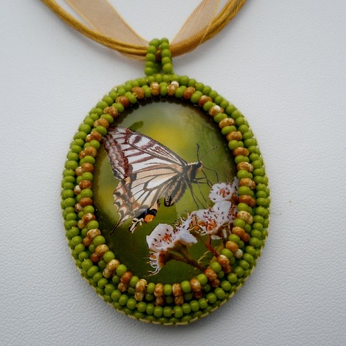 Papilio machaon — foto 4