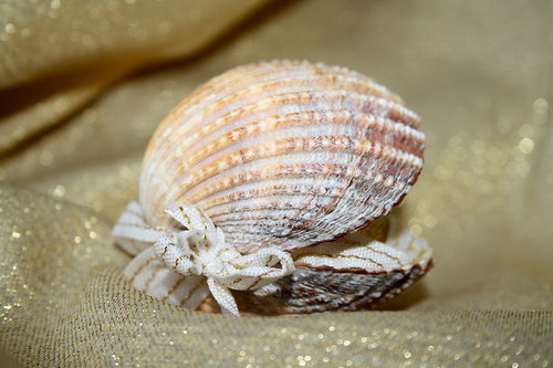 Mořská krása — foto 3