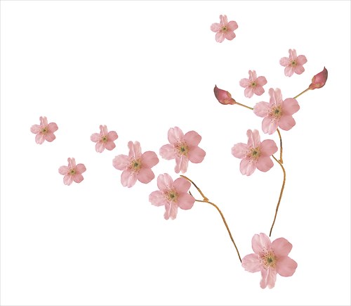 Sakura – samolepící dekorace na stěnu — foto 2