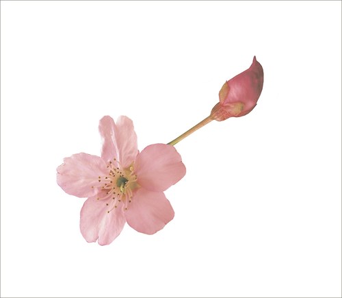Sakura – samolepící dekorace na stěnu — foto 3