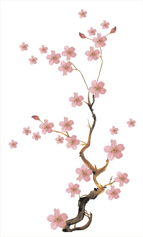 Sakura – samolepící dekorace na stěnu — foto 4