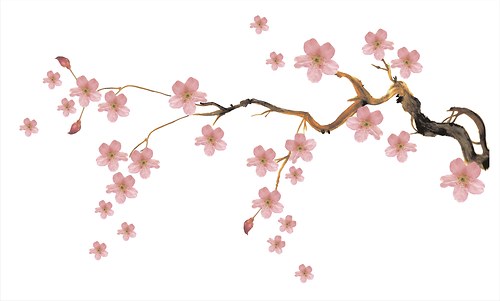 Sakura – samolepící dekorace na stěnu — foto 5