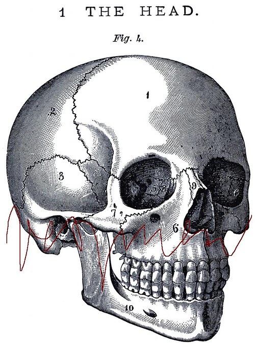Anatomie , lebka III — foto 3