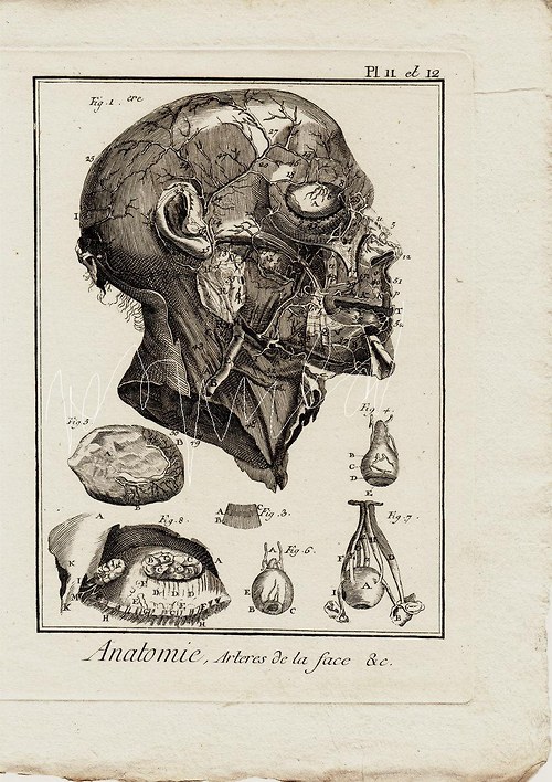 Anatomie , lebka III — foto 4