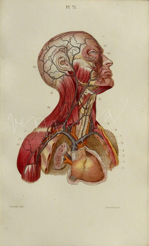 Anatomie , lebka III — foto 5