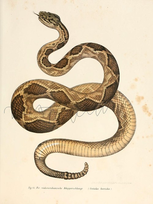 Plazi II — foto 2