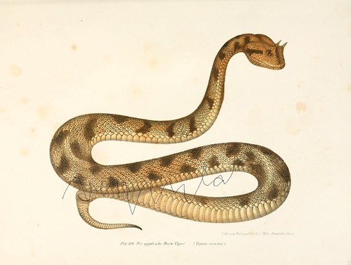 Plazi II — foto 3