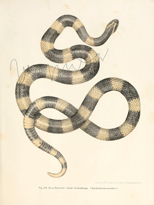 Plazi II — foto 5