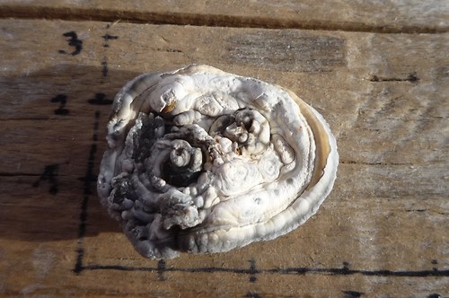 Hadí achát - chalcedonová růže P4398 — foto 2