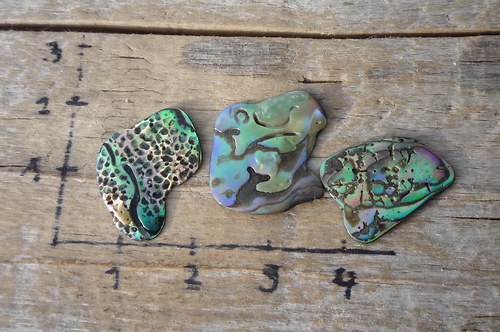 3 x paua mušle P4666 — foto 2