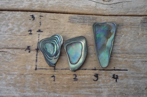 3 x paua mušle P4670 — foto 2