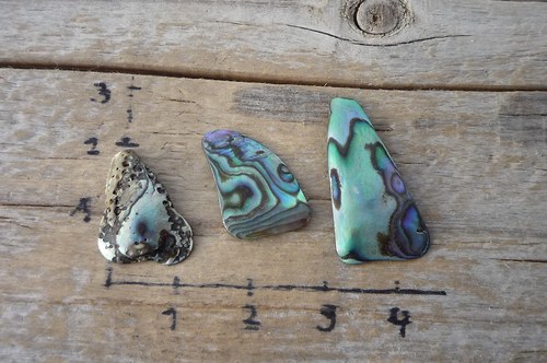 3 x paua mušle P4670 — foto 3