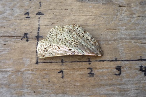 Paua mušle P4674 — foto 2