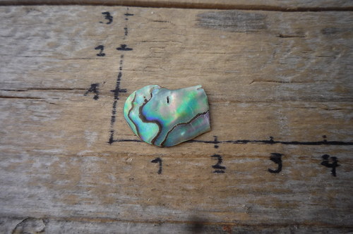 Paua mušle P4776 — foto 2