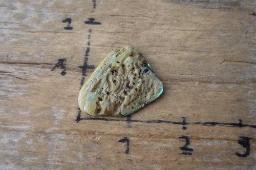 Paua mušle P4784 — foto 2