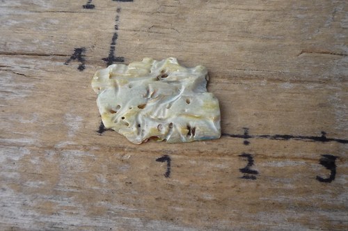 Paua mušle P4785 — foto 2