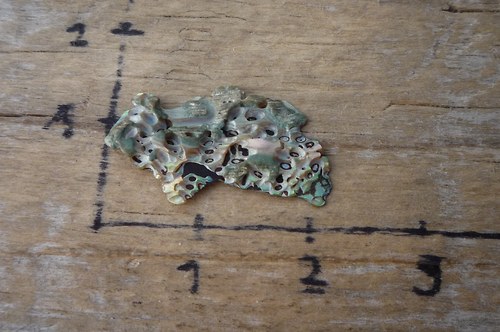 Paua mušle P4791 — foto 2