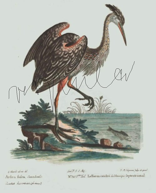 Volavky — foto 2