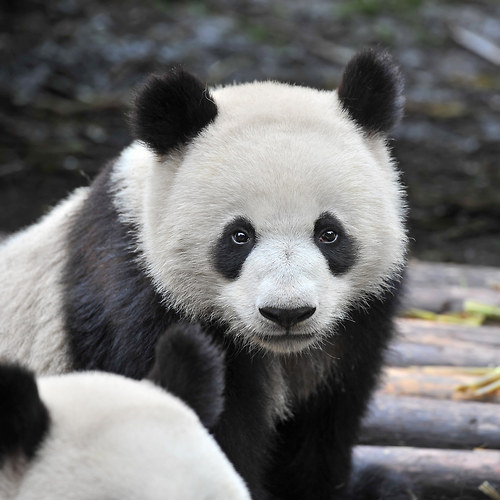 PANDA stříbrný prsten — foto 2