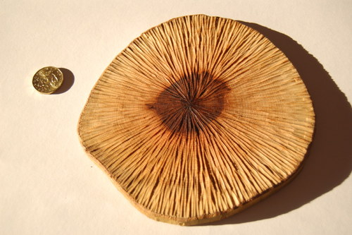Podtácek pod horký hrnec — foto 2