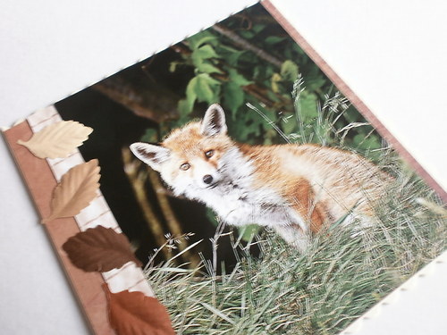 Lištičkové přání — foto 3
