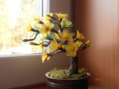 Rozkvětlá bonsaj — foto 2