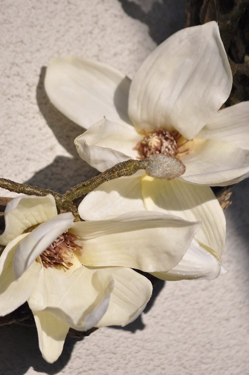 Obr s magnolií — foto 3