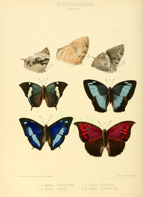 Motýli VI — foto 2