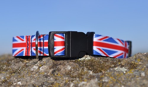 Obojek britský 2,5 cm šířka — foto 2