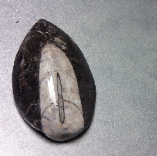 Orthoceras D40 — foto 2