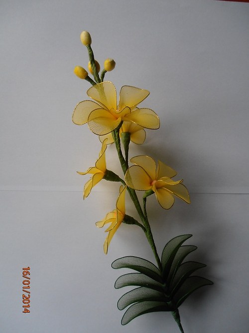 Orchidej vanda — foto 2