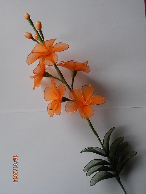 Orchidej vanda — foto 3