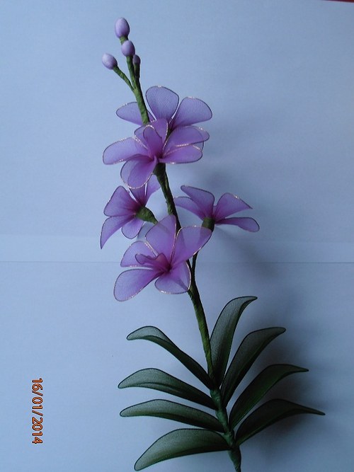 Orchidej vanda — foto 4