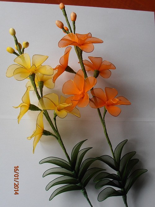 Orchidej vanda — foto 5
