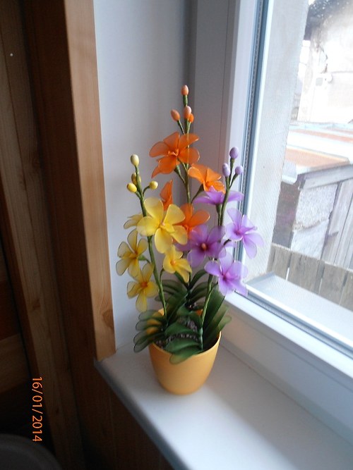 Orchidej vanda — foto 6