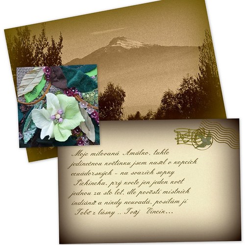 Amália cattleya... — foto 3