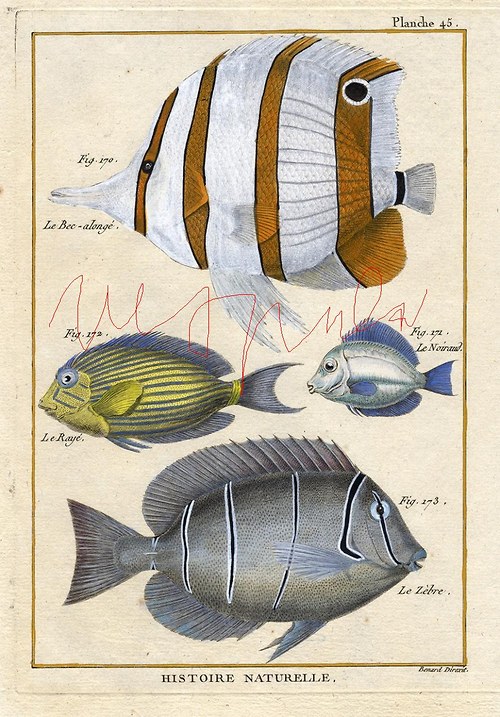 Ryby I — foto 3