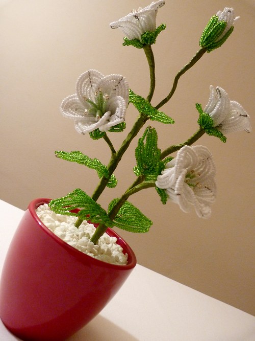 Bílá Eustoma v květináčku — foto 2
