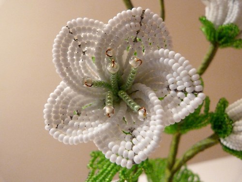 Bílá Eustoma v květináčku — foto 5