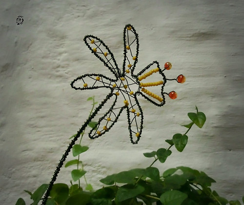 Narcis - zápich — foto 2