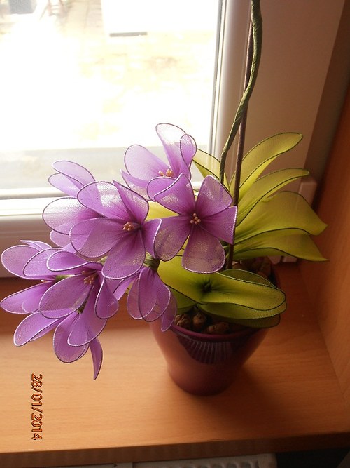 Orchidej — foto 4