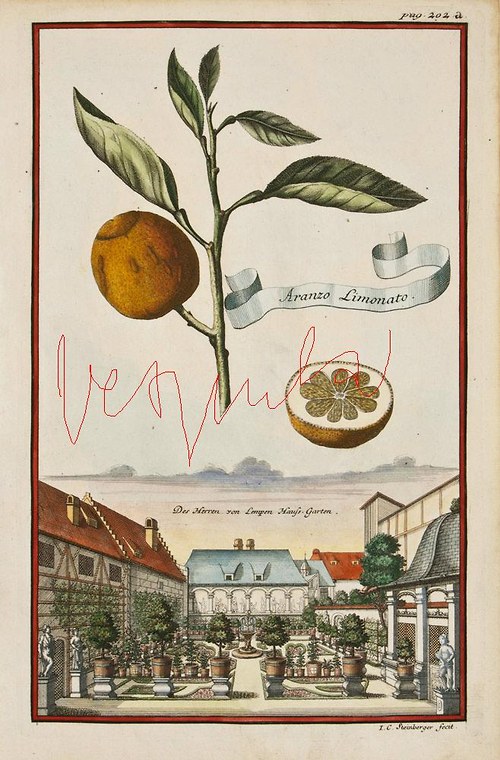 Citrusy a veduty — foto 2