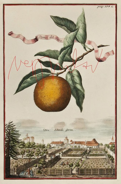 Citrusy a veduty — foto 5