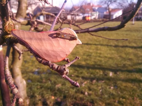 Pěnkava (vyřezávaná brož) — foto 2